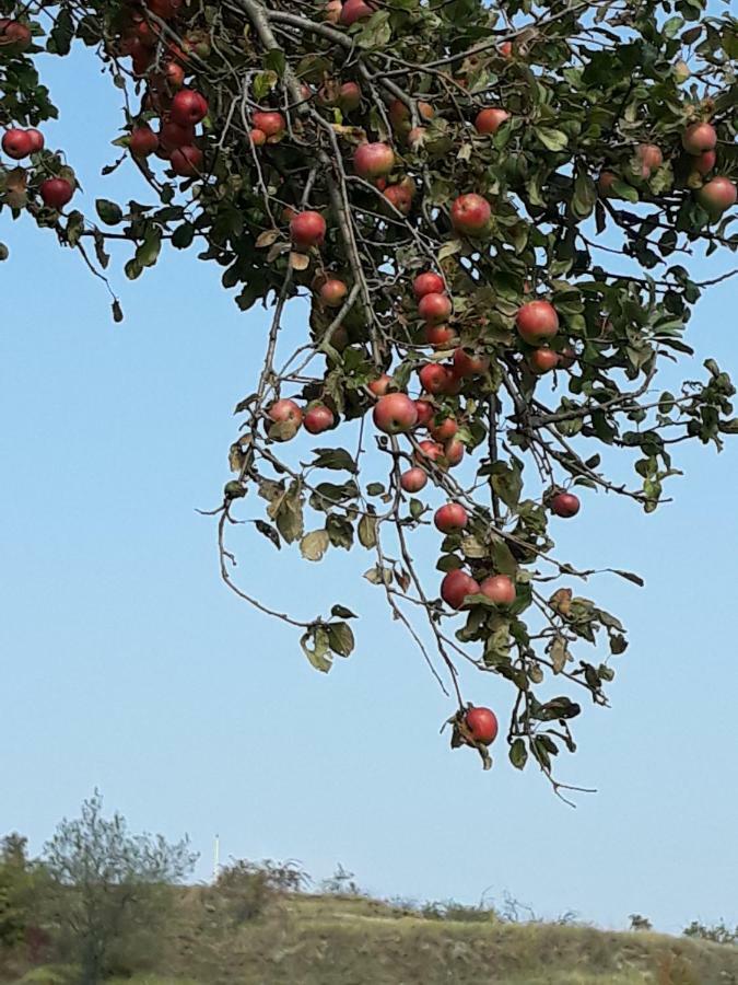 Agriturismo "Veritas" Bed & Wine Casaleggio Boiro エクステリア 写真